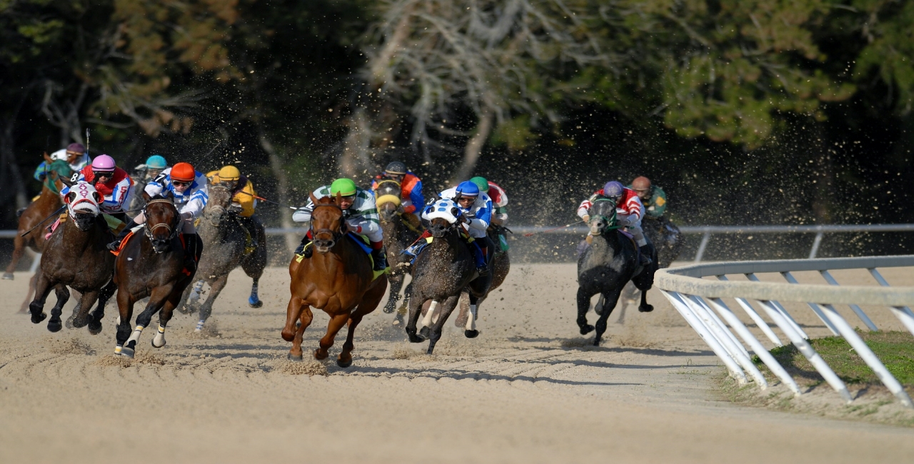 Horse Betting Guide for Beginners